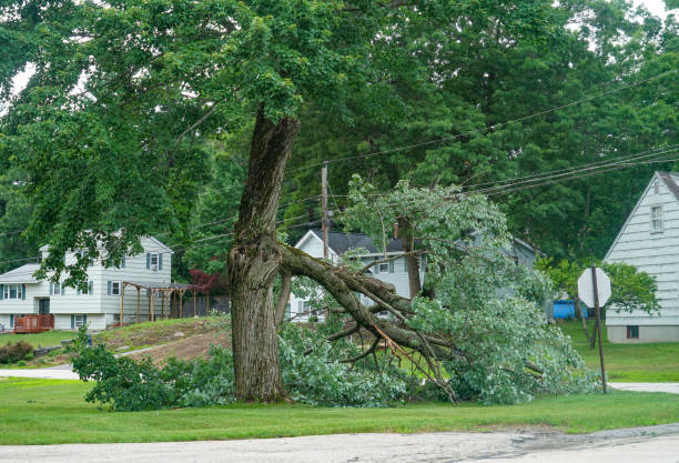 Best Storm Damage Tree Cleanup  in Antioch, IL